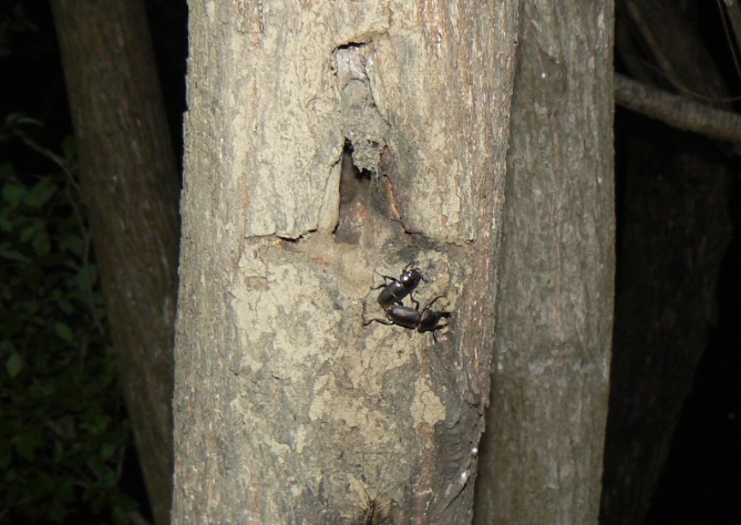 ヤナギ林の1本のヤナギ_コクワガタのペア_2021年5月21日 20時5分 22度